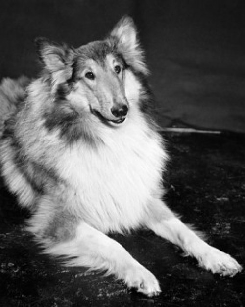 Collie lying down Poster Print