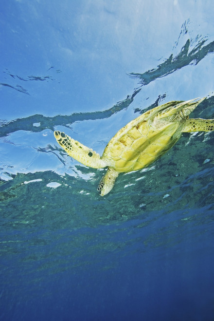 Hawaii, Green Sea Turtle (Chelonia Mydas) Swimming Near Surface. PosterPrint - Item # VARDPI1986602