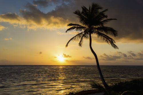 Silhouette of a coconut tree along the shoreline with an orange glowing sun and clouds at sunrise; Akumal, Quintana Roo, Mexico PosterPrint - Item # VARDPI12269293