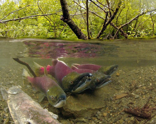 Underwater View Of Mature Sockeye Salmon On Spawning Grounds, Power Creek, Near Cordova, Southcentral Alaska PosterPrint - Item # VARDPI2103527