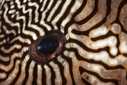 Malaysia, Close-Up Of Pufferfish Eye. PosterPrint - Item # VARDPI1977037