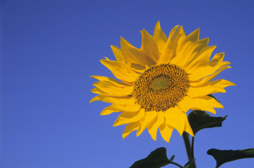 Sunflower, Queens County, Prince Edward Island. PosterPrint - Item # VARDPI2021649