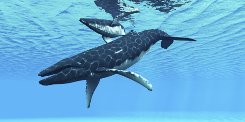 A female humpback whale swims with her calf on their migration route through ocean waters Poster Print - Item # VARPSTCFR300099U
