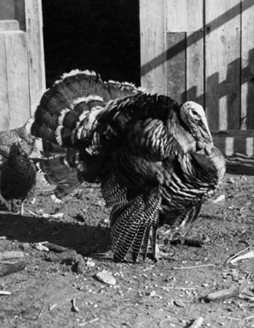 Turkey in front of a barn Poster Print - Item # VARSAL25529788