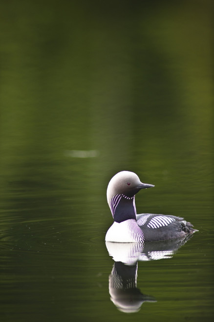 Close Up Of A Pacific Loon Swimming In A Pond In Chugach State Park Near Anchorage, Southcentral Alaska, Summer PosterPrint - Item # VARDPI2167337