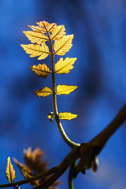 Poplar Tree, Tiny New Yellow Leaves Growing From Branch. PosterPrint - Item # VARDPI1976354