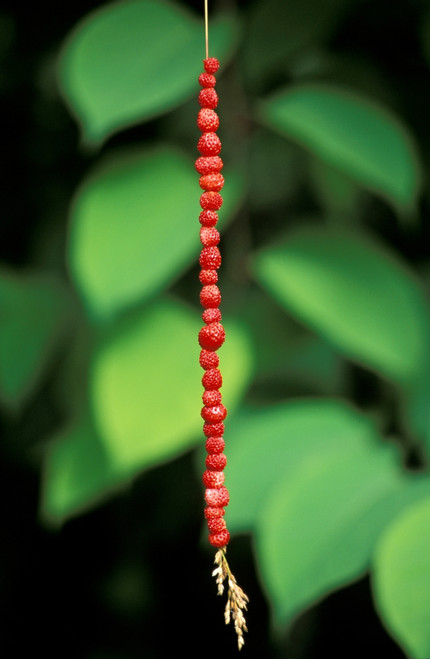 Wild Strawberries on Straw Poster Print - Item # VARPPI66400