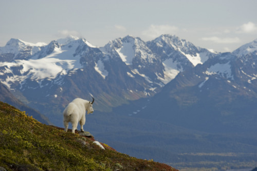 A Mountain Goat Stands On A Ridge With The Scenic Kenai Mountains In The Background During Autumn, Kenai Peninsula, Southcentral Alaska PosterPrint - Item # VARDPI2100529