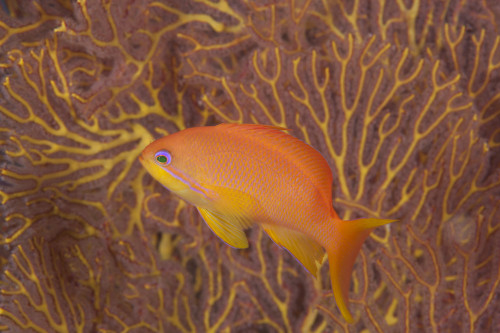 Scalefin anthias fish Beqa Lagoon, Fiji Poster Print - Item # VARPSTTMO400412U