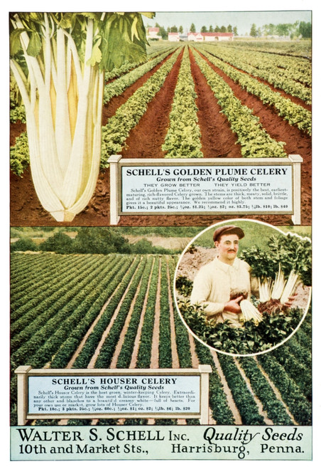 Historic Walter S. Schell seed catalog from 20th century. PosterPrint - Item # VARDPI12272555