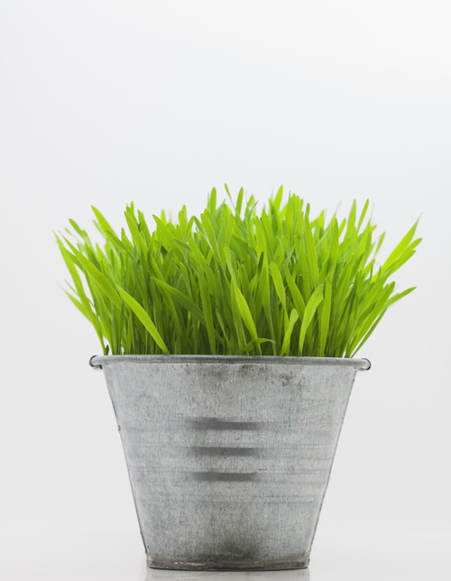 Green Grass In Metal Planter Against White Background PosterPrint - Item # VARDPI1787945