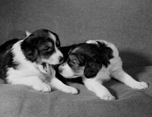 Two Collie puppies Poster Print - Item # VARSAL255423403