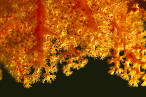 Solomon Islands, Close-Up Of Orange Soft Coral With Polyps Showing PosterPrint - Item # VARDPI2003359