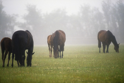 Horses; Horses Grazing In The Mist PosterPrint - Item # VARDPI1821473