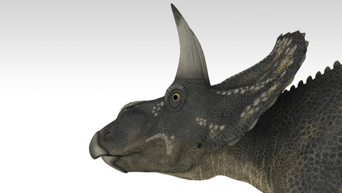 Triceratops dinosaur, white background Poster Print - Item # VARPSTKVA600703P