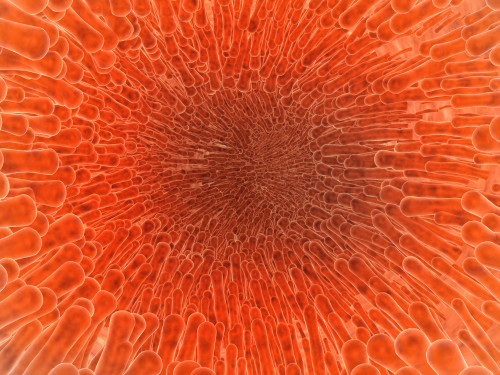 Microscopic view inside of the artery with intestinal villi Poster Print - Item # VARPSTSTK700322H