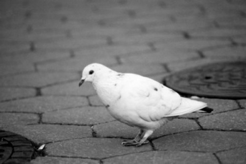 Pigeon on sidewalk Poster Print - Item # VARSAL255421865