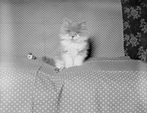 Kitten sitting on coach Poster Print