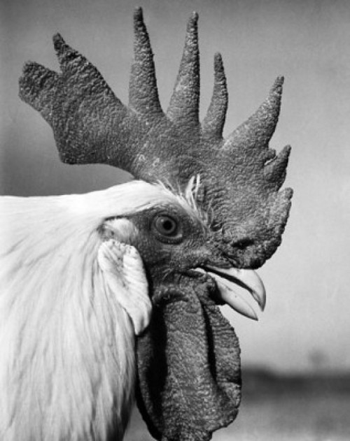 Close-up of a rooster Poster Print - Item # VARSAL25525919