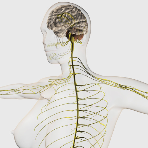 Medical illustration of the human nervous system and brain Poster Print