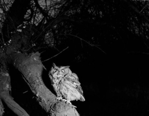 Owl in tree at dusk Poster Print - Item # VARSAL255423441