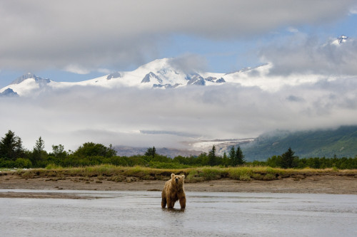 Coastal Grizzly Sow Fishing At Hallo Bay Katmai National Park, Alaska PosterPrint - Item # VARDPI2099713