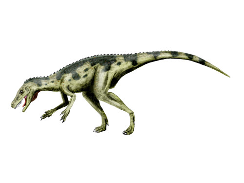 Herrerasaurus dinosaur, white background Poster Print - Item # VARPSTNBT600111P