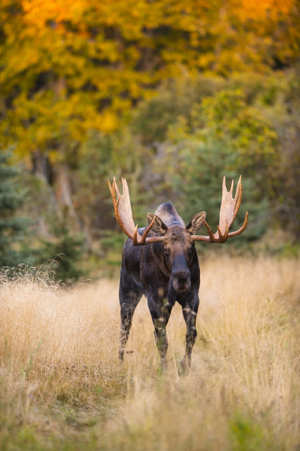 A bull moose in rut  in Kincaid Park, Anchorage, Southcentral Alaska, autumn PosterPrint - Item # VARDPI12305255