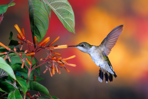 Ruby-throated Hummingbird on Cigar plant, Marion County, Illinois, USA Poster Print - Item # VARPPI169089