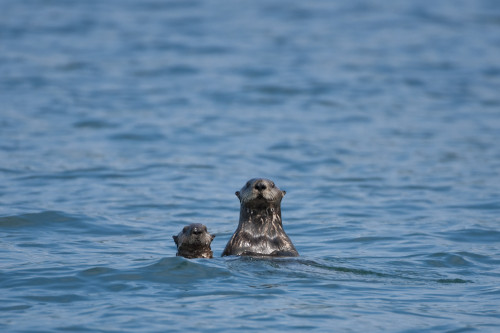 Sea Otters Swimming In The Waters Of Bristol Bay During Summer In Southwest, Alaska/N PosterPrint - Item # VARDPI2151186