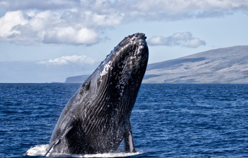 Humpback whale (Megaptera novaeangliae) breaching in the pacific ocean off a hawaiian island; Hawaii, United States of America PosterPrint - Item # VARDPI12305831