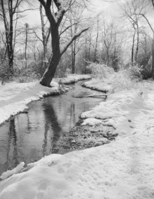 Forest with creek in winter Poster Print