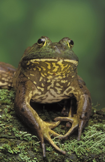 Tk0657, Thomas Kitchin; American Bullfrog. North America. Rana Catesbeiana. PosterPrint - Item # VARDPI2067875