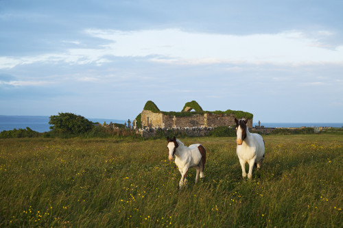 Horses beside church ruins, near Liscannor; County Clare, Ireland PosterPrint - Item # VARDPI2429624