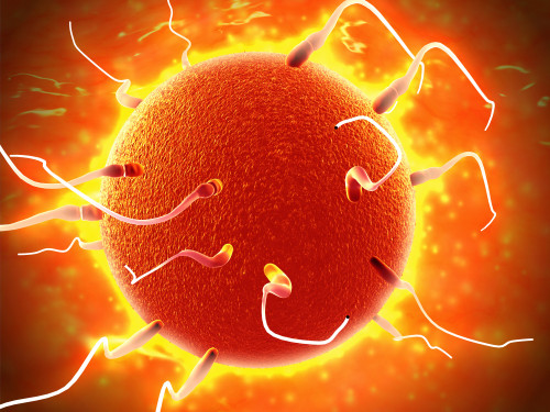 Microscopic view of sperm traveling towards embryo Poster Print