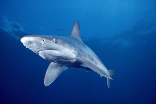 Hawaii, Lanai, Sandbar Shark Swims Into Camera Side Angle Clear Blue Ocean A79E PosterPrint - Item # VARDPI1996836