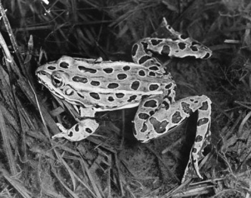 High angle view of a Leopard Frog Poster Print - Item # VARSAL25512430