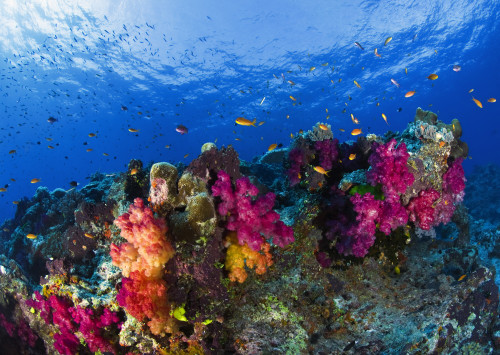 Soft Corals On Shallow Reef, Fiji PosterPrint - Item # VARDPI1846229