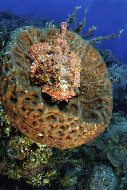 Scorpionfish hiding in a barrel sponge, Nassau, The Bahamas Poster Print - Item # VARPSTAMN400019U