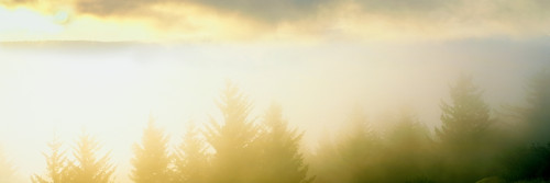 Fog over trees, Grasshopper Peak, Humboldt Redwoods State Park, Humboldt County, California, USA Poster Print - Item # VARPPI168123