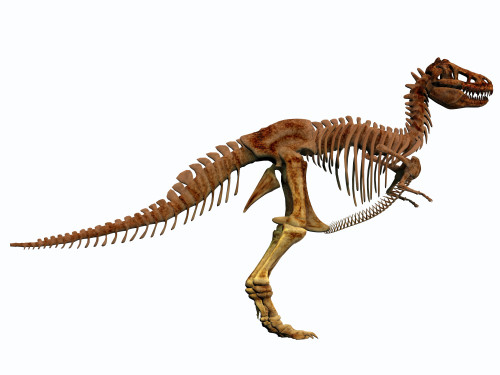 Tyrannosaurus Rex dinosaur skeleton. T-Rex was an intimidating predator that lived in North America during the Cretaceous Period Poster Print - Item # VARPSTCFR200162P