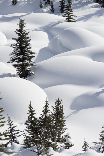 Banff National Park, Alberta, Canada; Trees In Snow Drifts At Lake Louise PosterPrint - Item # VARDPI1866876