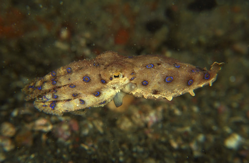 Blue ring octopus swimming, Lembeh Strait, Bitung, North Sulawesi, Indonesia Poster Print - Item # VARPSTMME400011U