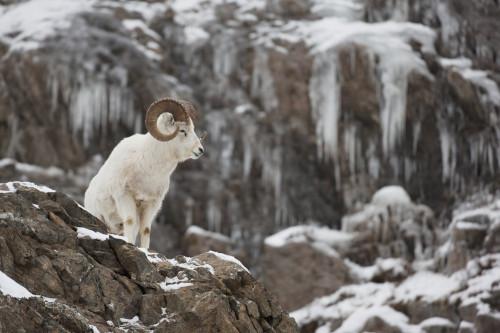 Dall Sheep Ram Stands On A Rocky Cliff With Icicles Above Seward Highway, Chugach Mountains, Turnagain Arm, Southcentral Alaska, Winter PosterPrint - Item # VARDPI2094186