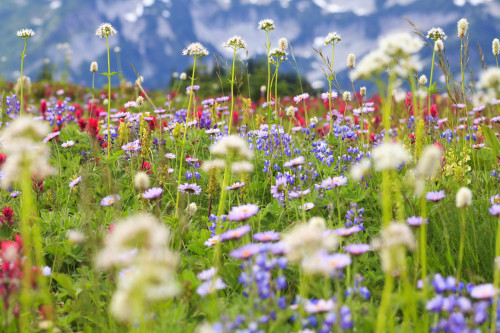 Washington, United States Of America; Wildflowers In A Meadow In Mt. Rainier National Park PosterPrint - Item # VARDPI1876624