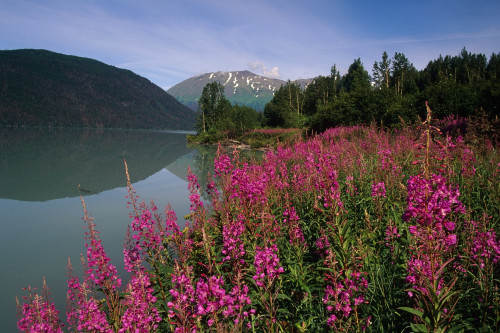 Fireweed Along Shore Of Kenai Lake Summer Kp Alaska PosterPrint - Item # VARDPI2140987