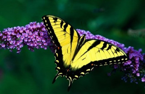 Tiger Swallowtail Butterfly Poster Print by Panoramic Images (19 x 12) - Item # PPI100099