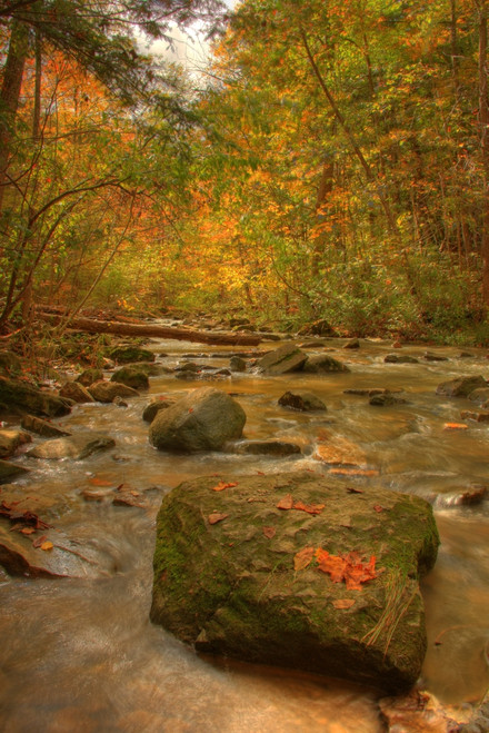 Stream In Autumn, Rock Glen Conservation Area, Near Arkona, Ontario PosterPrint - Item # VARDPI2040946
