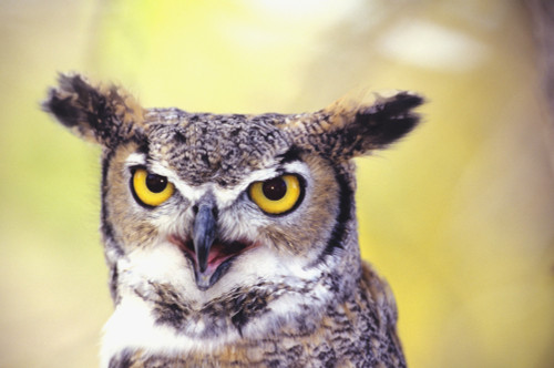 Close up of face of Great Horned Owl (Bubo Virginianus) PosterPrint - Item # VARDPI1978507