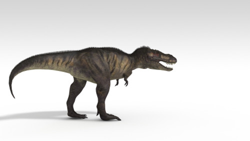 Tyrannosaurus Rex, white background Poster Print - Item # VARPSTKVA600769P